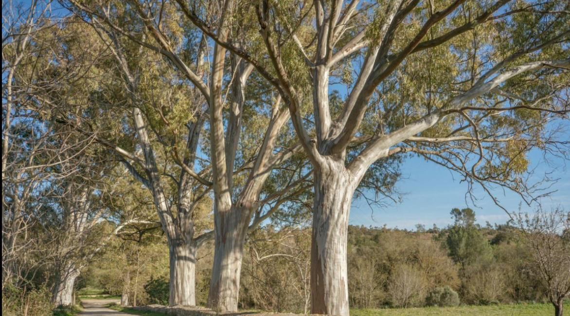 DP-64-rh-7024-propert-7