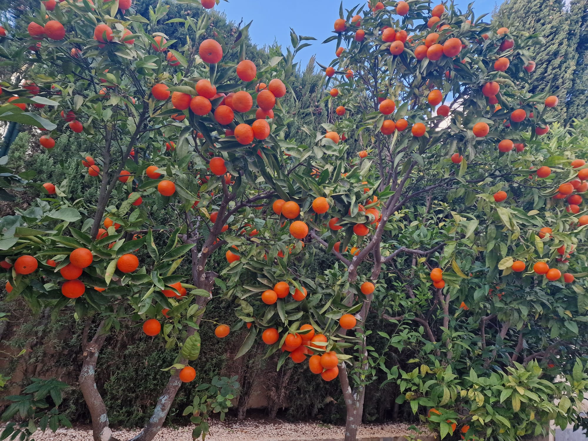 DP-77-ENJ-VI-00069-D-7