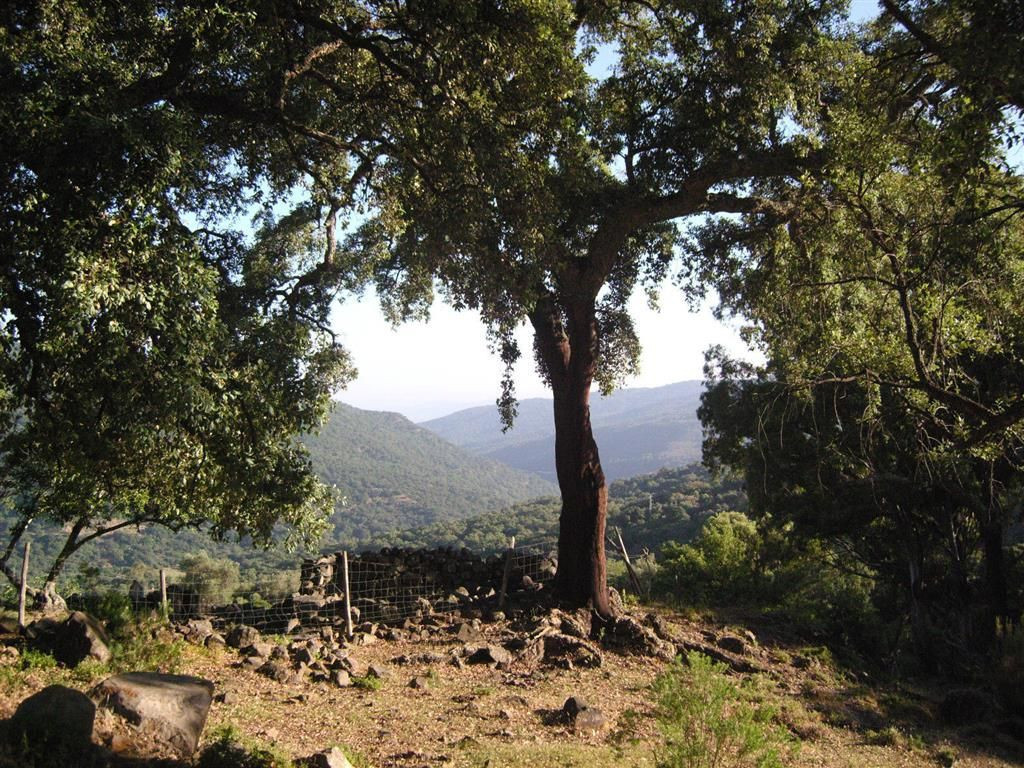 Land for sale in Estación de Gaucin