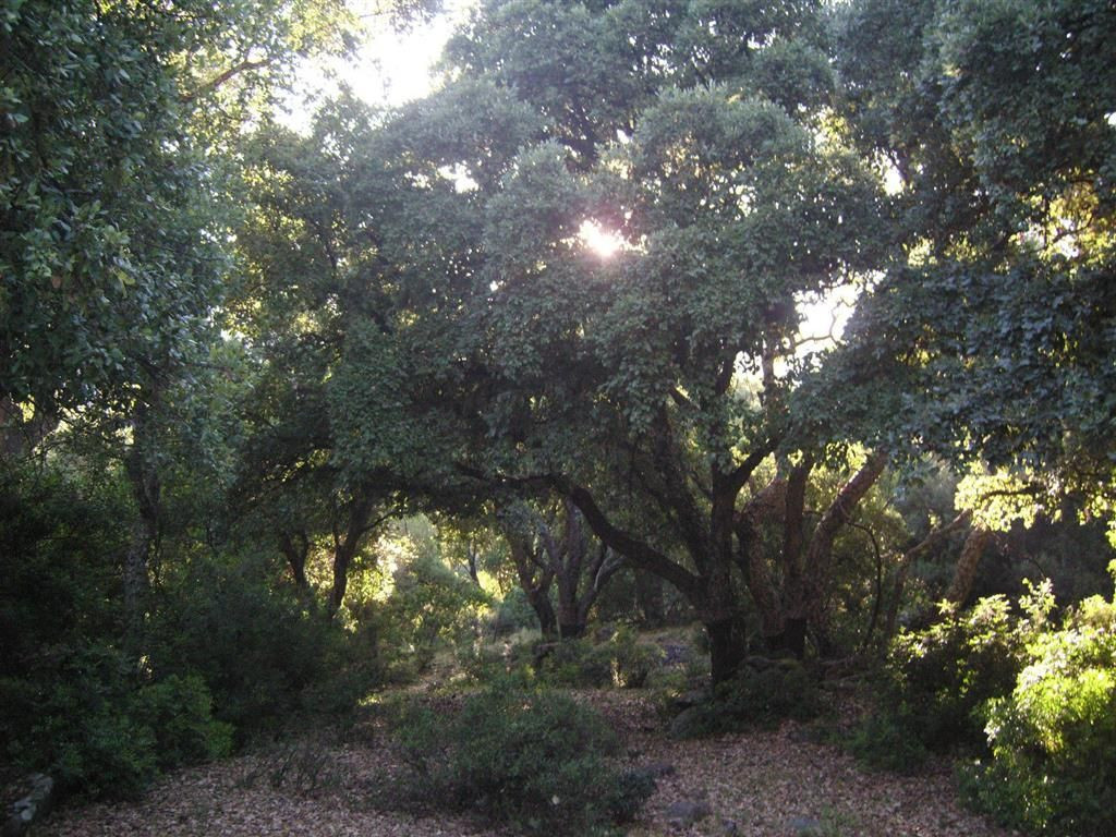 Land for sale in Estación de Gaucin