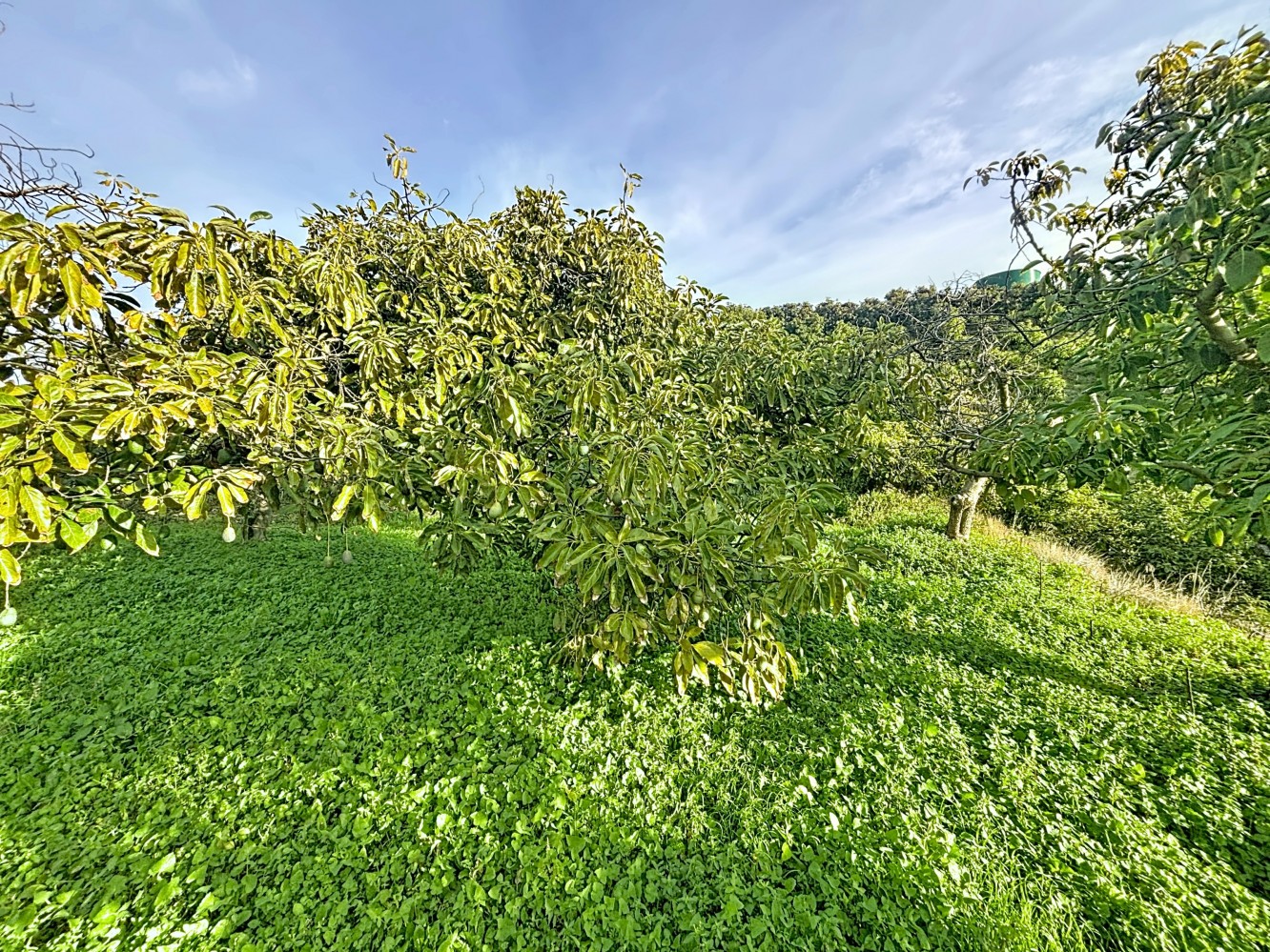 Land for sale in Vélez-Málaga