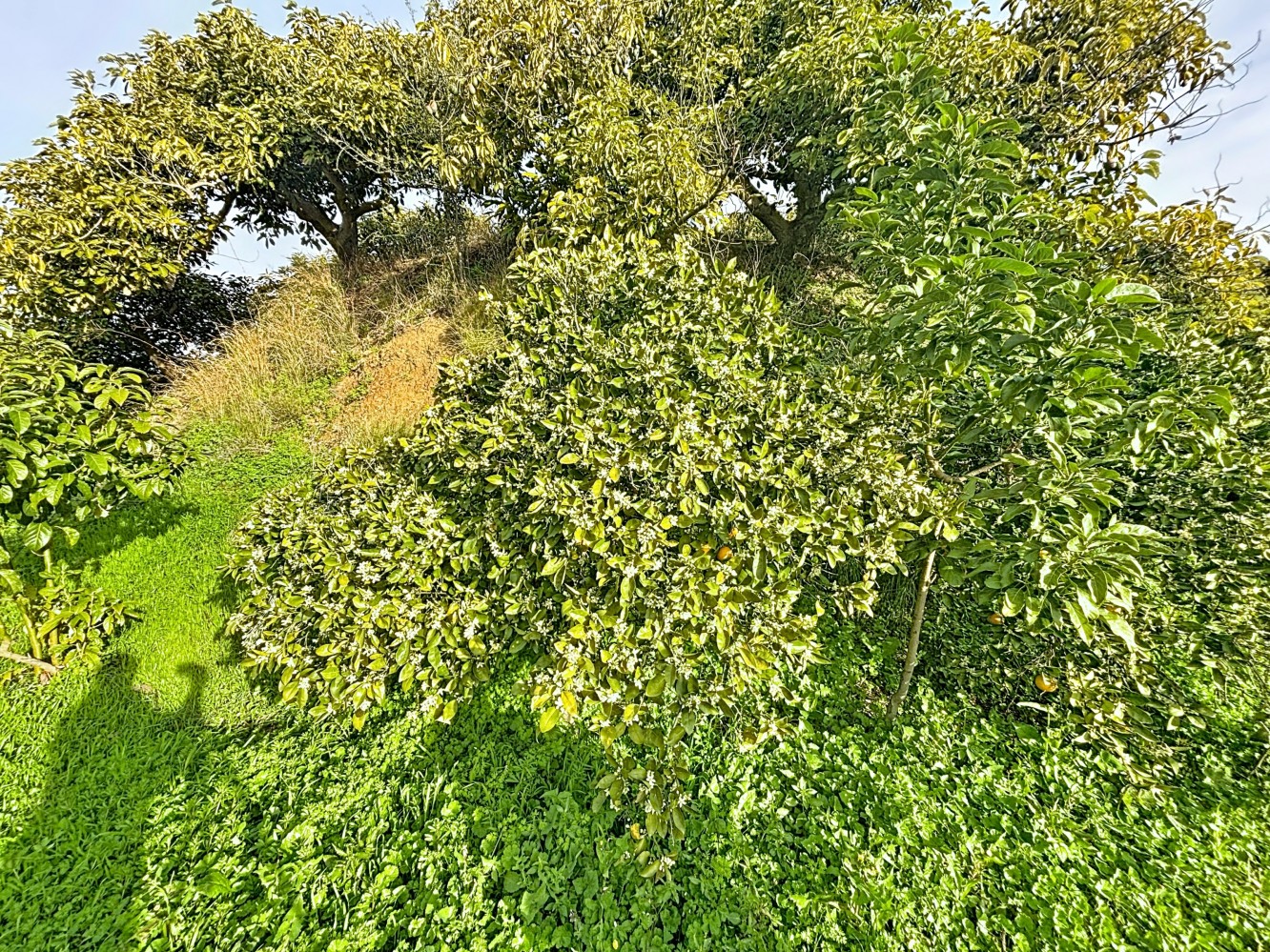 Land for sale in Vélez-Málaga