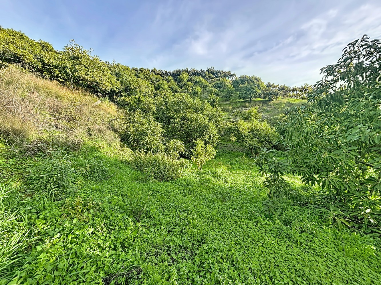 Land for sale in Vélez-Málaga