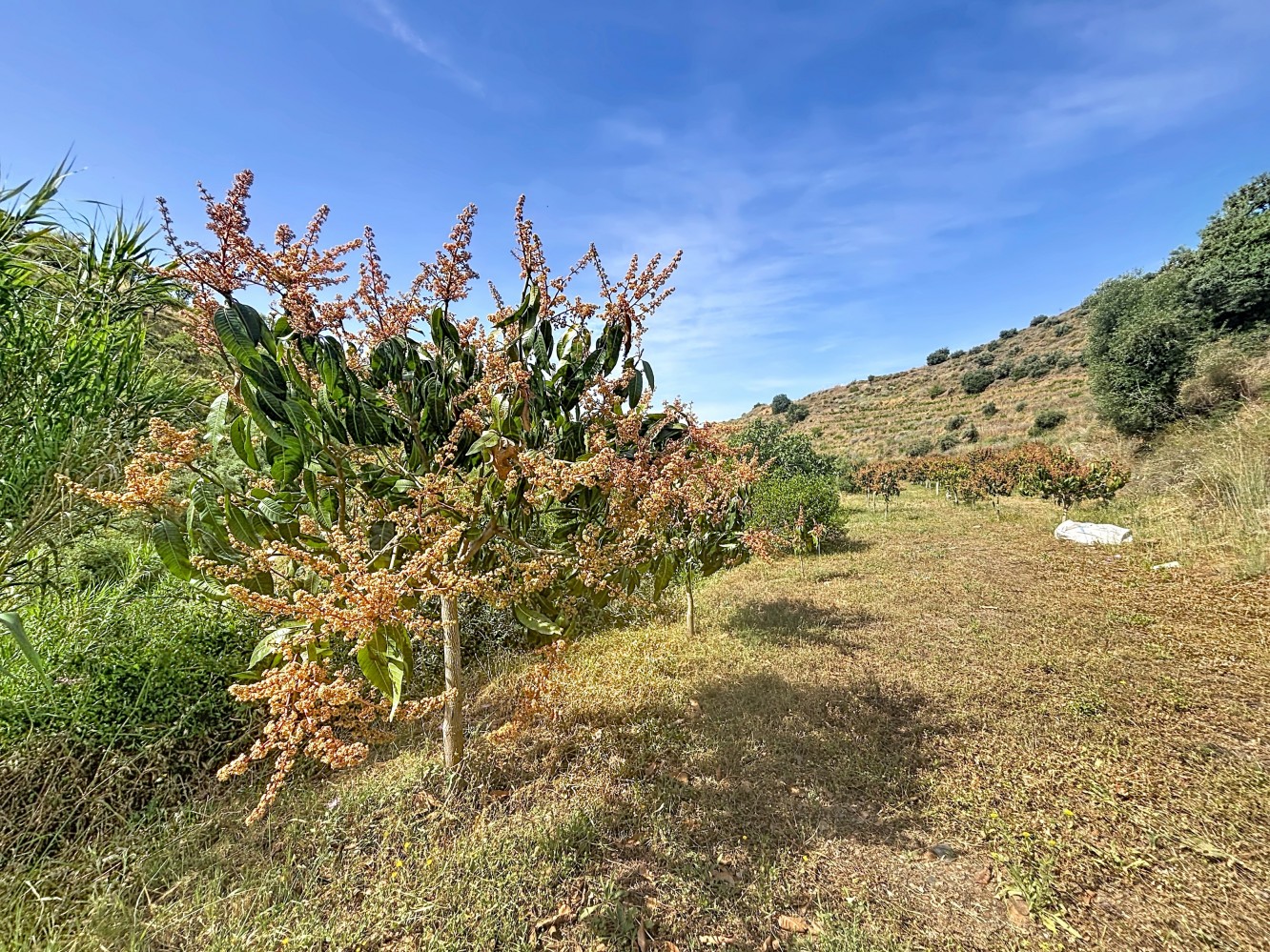 DP-26-6300-13 Finca for sale in Totalán
