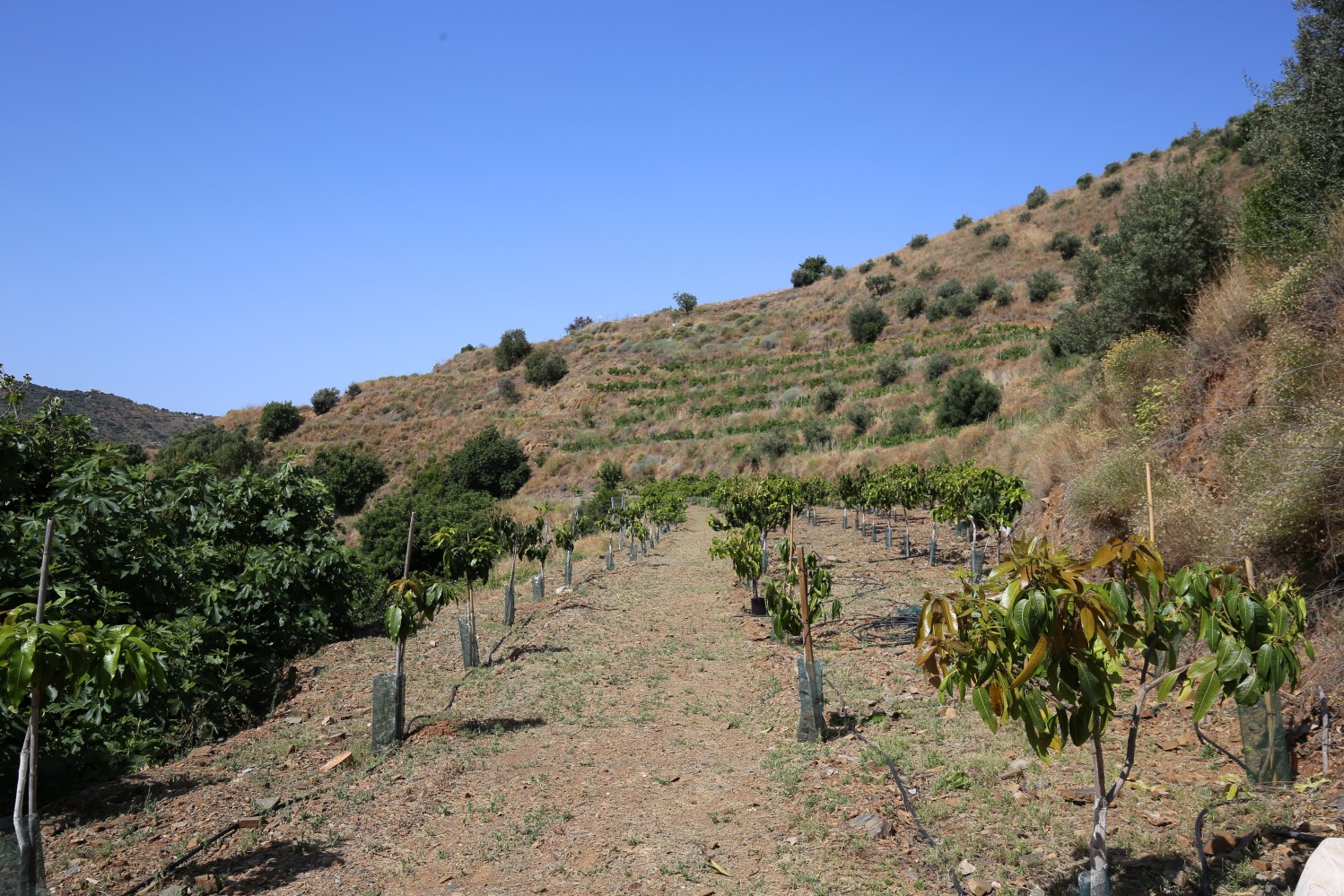 DP-26-6300-15 Finca for sale in Totalán