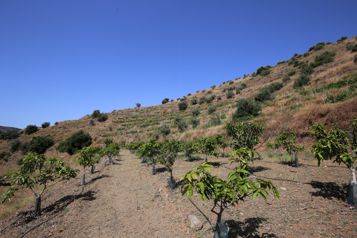 DP-26-6300-16 Finca for sale in Totalán