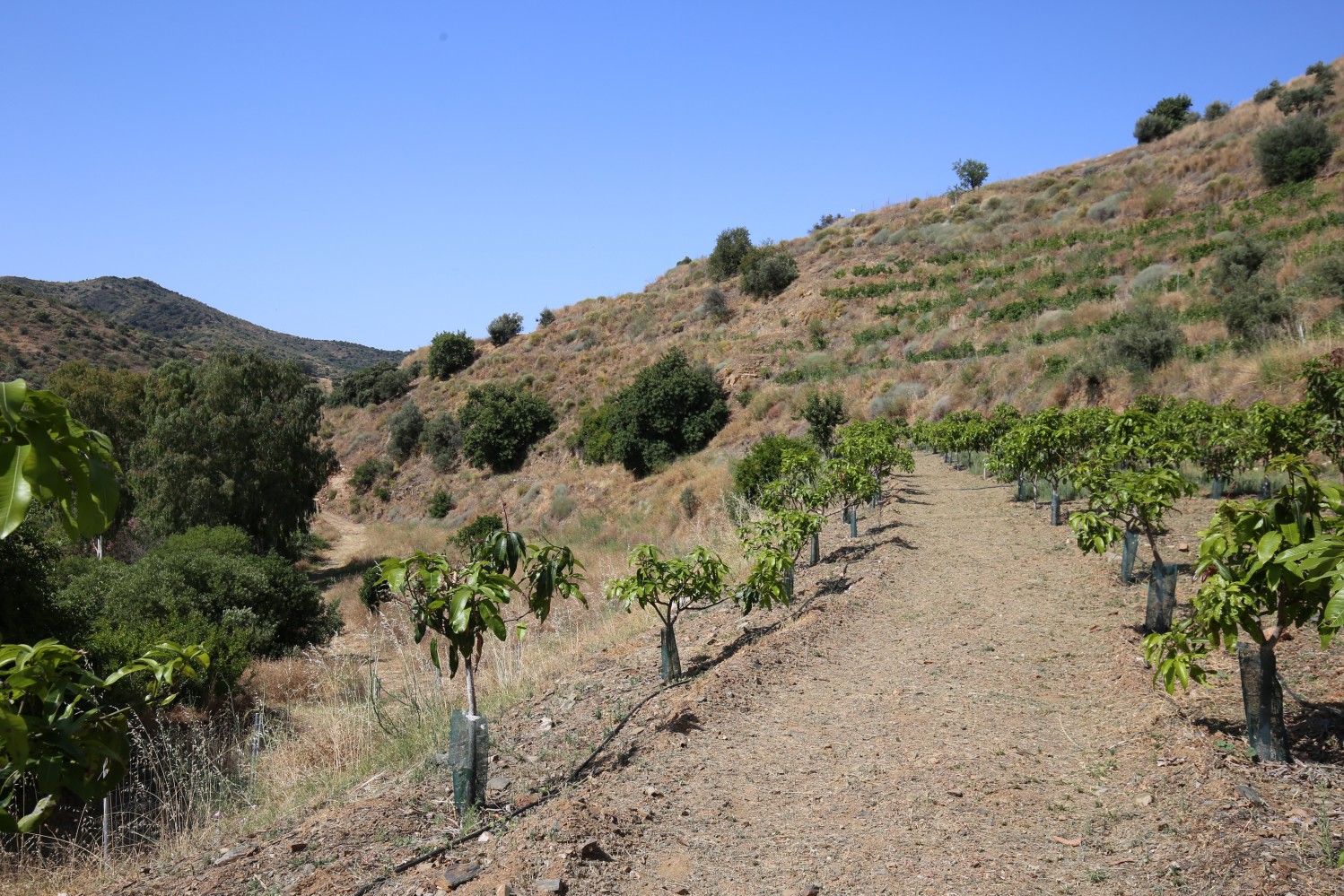 DP-26-6300-2 Finca for sale in Totalán