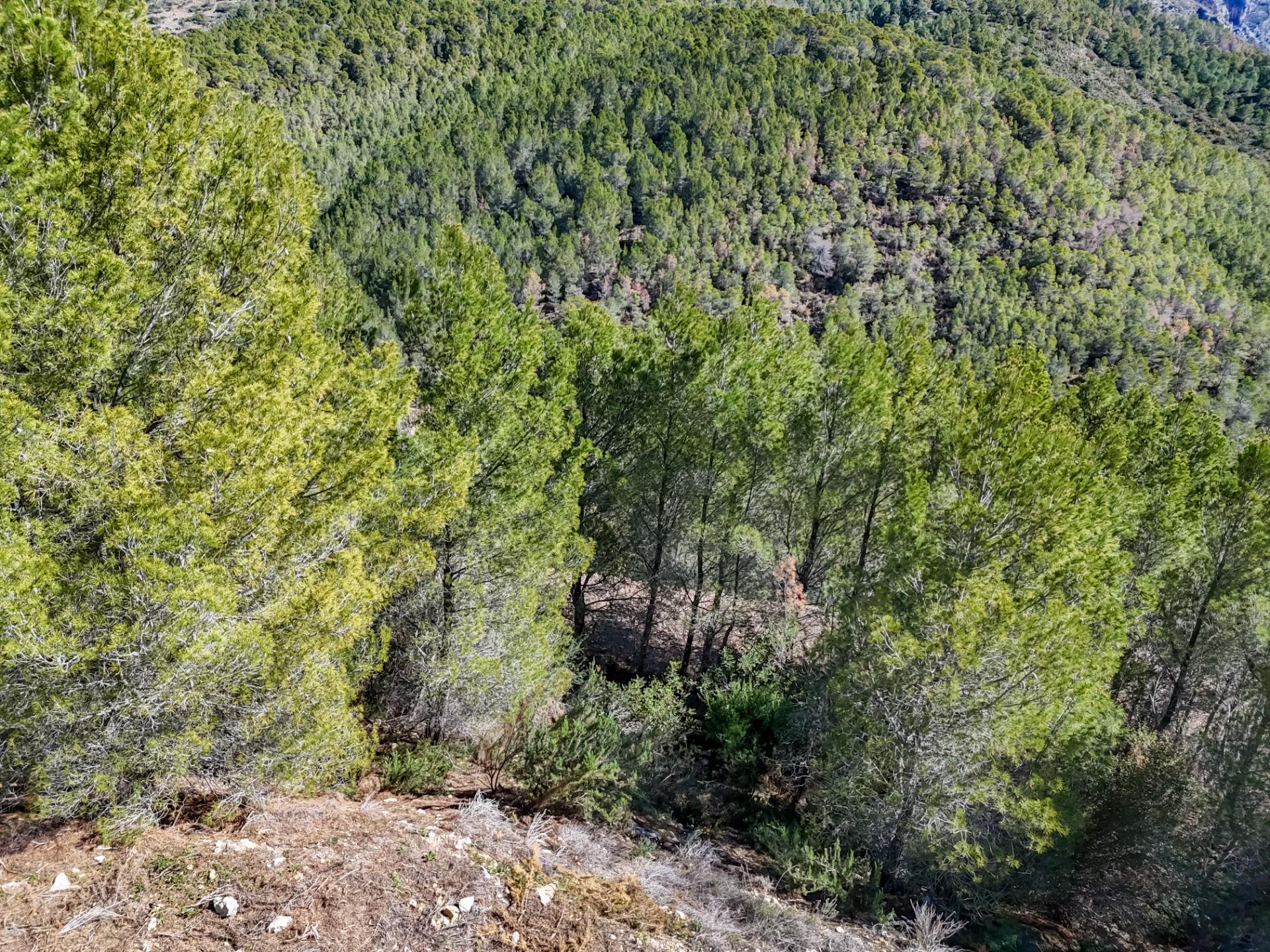 Land for sale in Callosa d’en Sarrià