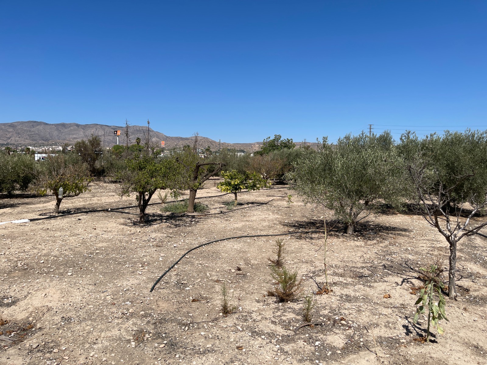 DP-75-SLS1529-20 Villa for sale in Crevillente