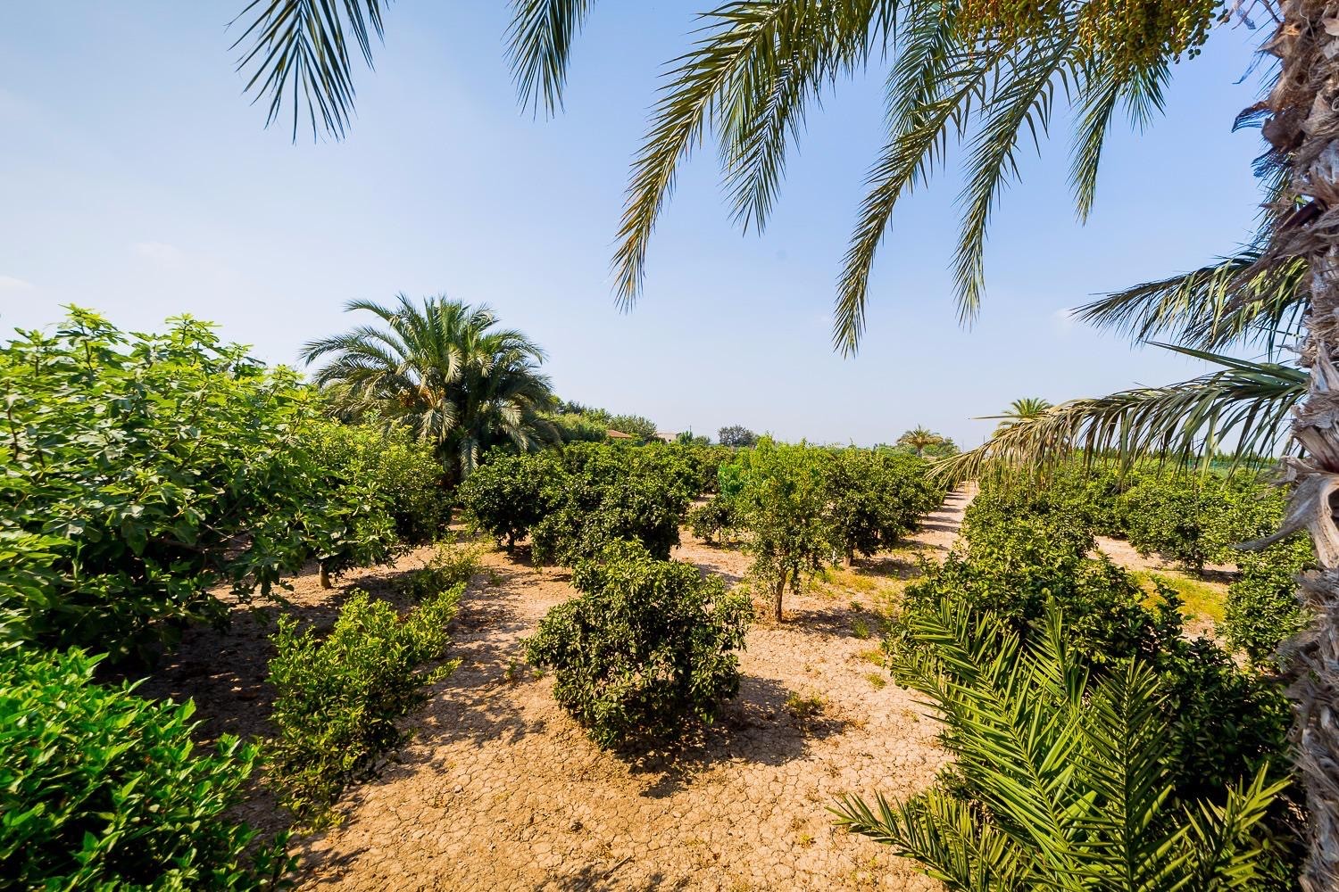 DP-75-SLS1584-21 Finca for sale in Almoradí