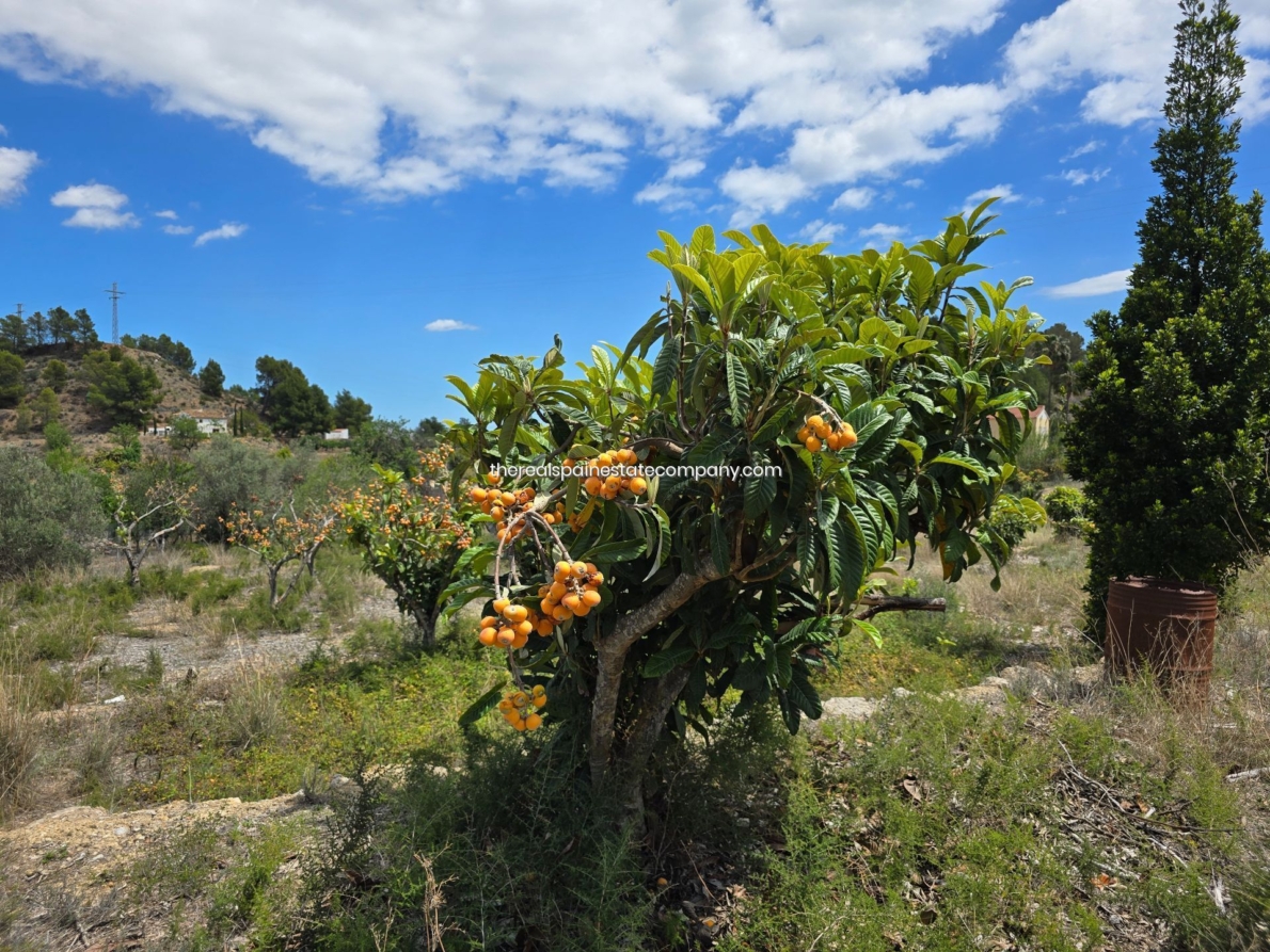 DP-02-ENJ-PL-00017-D-14 Rural Land for sale in La Nucia
