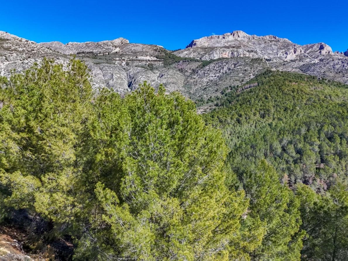 DP-55-359910535-10 Land for sale in Callosa d’en Sarrià