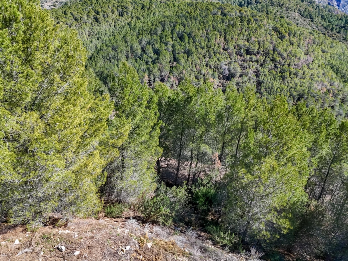 DP-55-359910535-8 Land for sale in Callosa d’en Sarrià