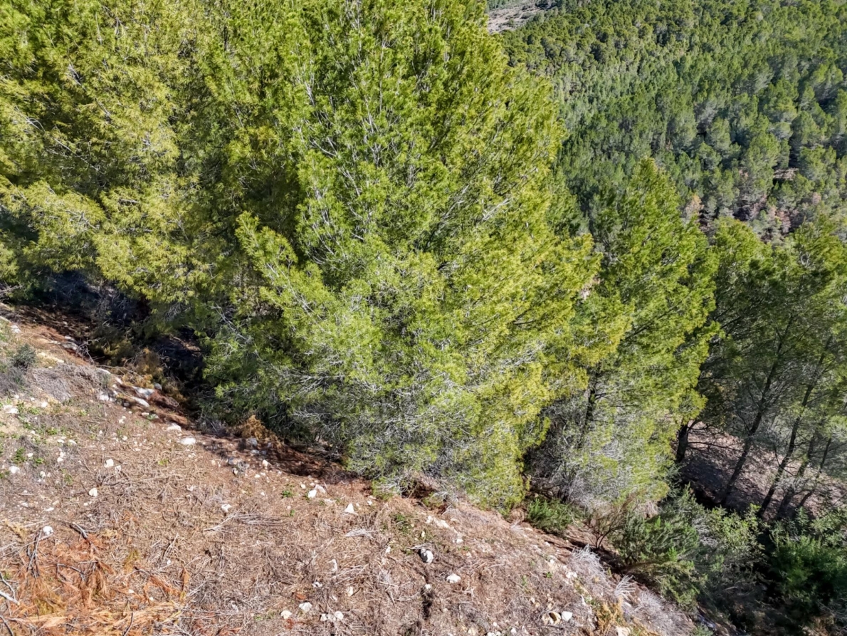 DP-55-359910535-9 Land for sale in Callosa d’en Sarrià